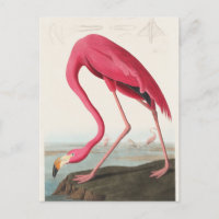 Ilustração Pink Flamingo