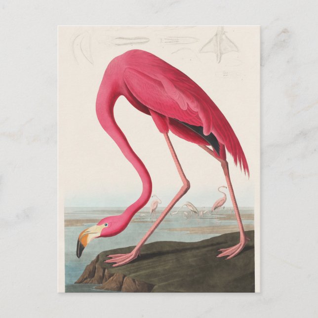 Cartão Postal Ilustração Pink Flamingo (Frente)