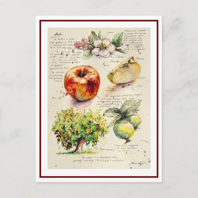 Cartão Postal Ilustração Pintada EVE da Maçã (Frente)