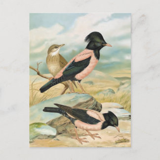 Cartão Postal Ilustração Rosa-Colorida do pássaro do vintage de