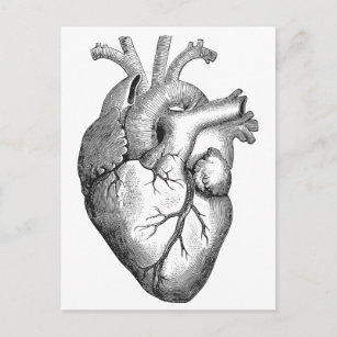 Cartão Postal Ilustração Simples do Coração da Anatomia Branca P