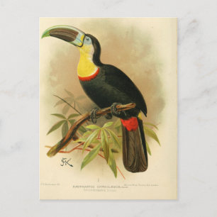 Cartão Postal Ilustração tucano