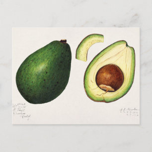 Cartão Postal Ilustração Vintage Avocado