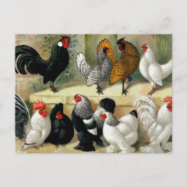 Cartão Postal Ilustração Vintage "Bantams"