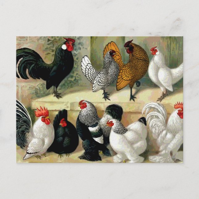 Cartão Postal Ilustração Vintage "Bantams" (Frente)