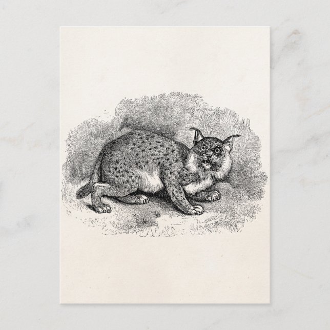 Cartão Postal Ilustração Vintage Bobcat 1800s Bob Cat Lynx (Frente)