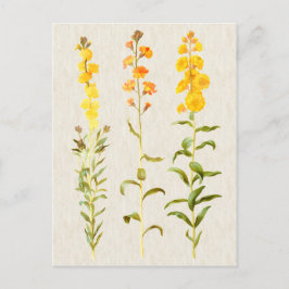 Cartão Postal Ilustração Vintage Botanical Wallflower