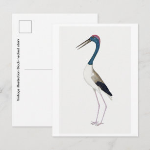 Cartão Postal Ilustração vintage Cegonha-de-pescoço-preto
