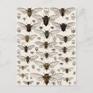 Cartão Postal Ilustração Vintage Cicadas