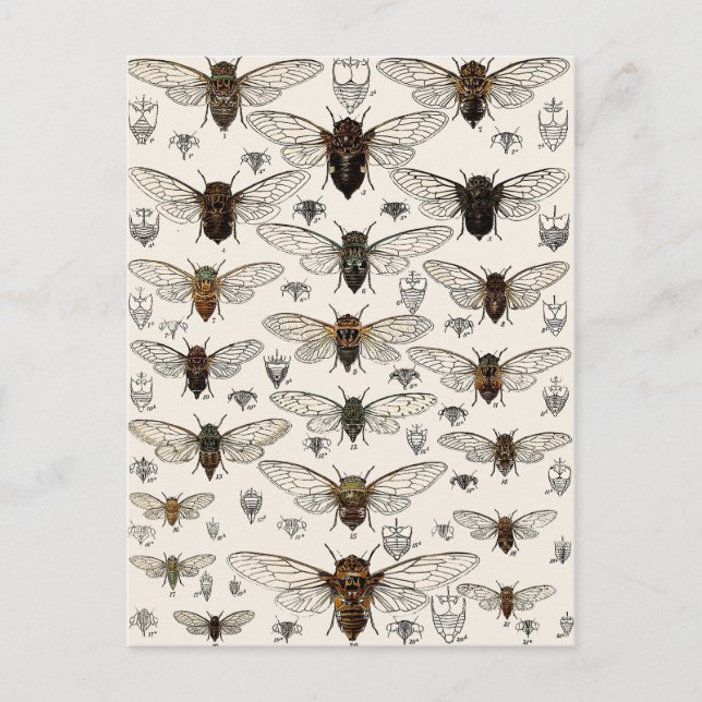 Cartão Postal Ilustração Vintage Cicadas (Frente)