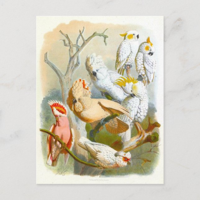 Cartão Postal Ilustração Vintage Cockatoos (Frente)