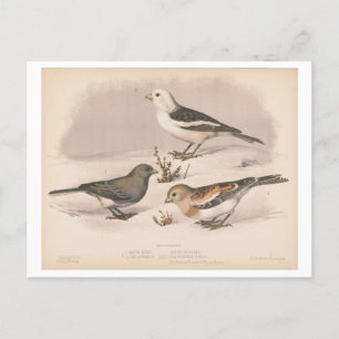 Cartão Postal Ilustração Vintage de Aves Neves