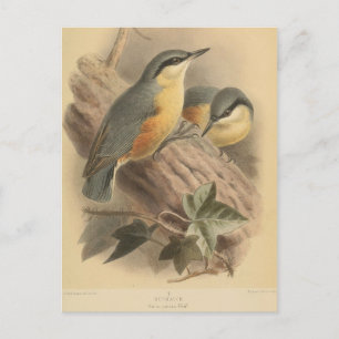 Cartão Postal Ilustração Vintage de Nuthatch