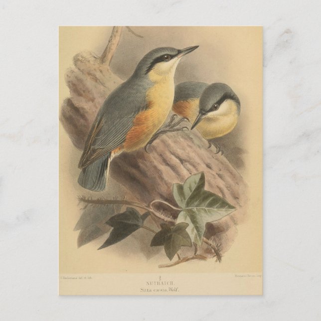 Cartão Postal Ilustração Vintage de Nuthatch (Frente)