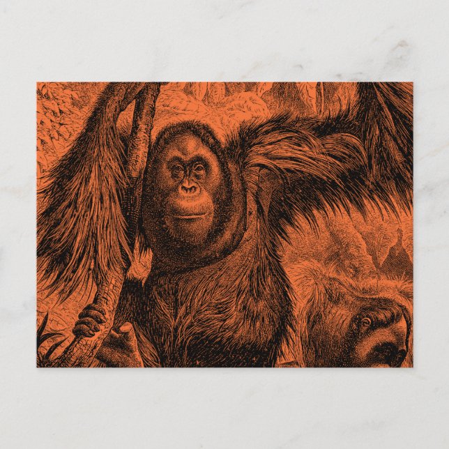 Cartão Postal Ilustração Vintage de Orangotango Laranja - Macaco (Frente)