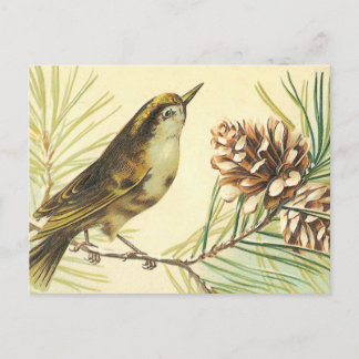 Cartão Postal Ilustração Vintage de Pássaro com Pinha