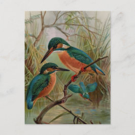 Cartão Postal Ilustração Vintage de Pássaro do Guarda-Rios Comum