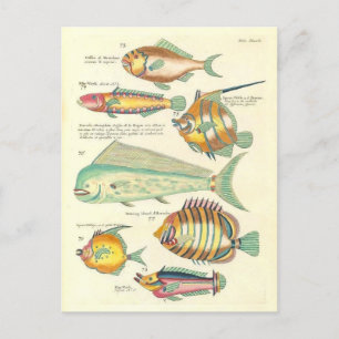 Cartão Postal Ilustração Vintage de Peixes Coloridos