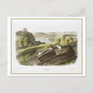 Cartão Postal Ilustração Vintage de Rato de Pé Branco