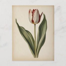Cartão Postal Ilustração vintage de um tulipa