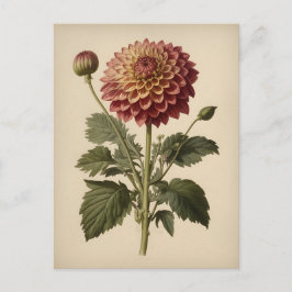 Cartão Postal Ilustração Vintage de uma Dahlia