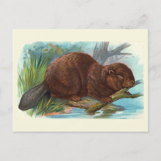 Cartão Postal Ilustração Vintage do "Beaver"