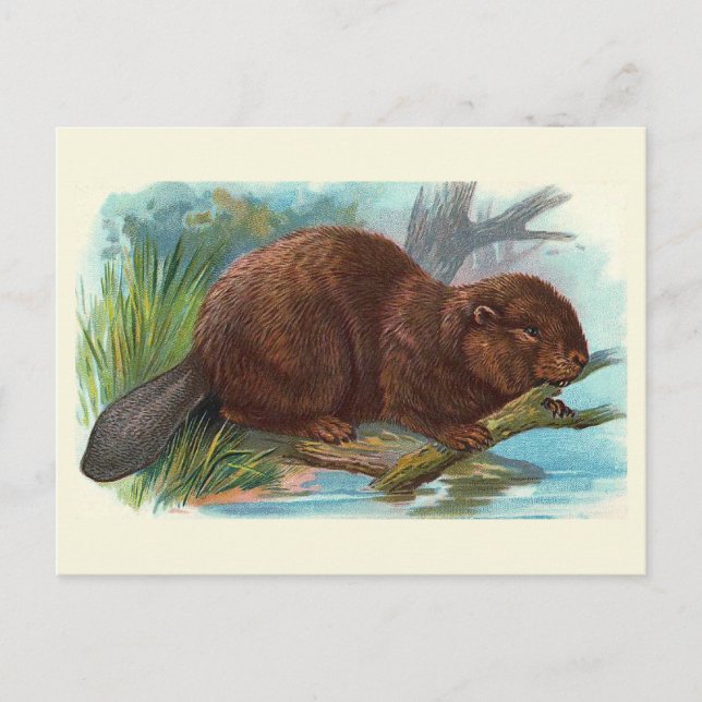 Cartão Postal Ilustração Vintage do "Beaver" (Frente)