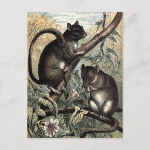 Cartão Postal Ilustração Vintage: Dormouse