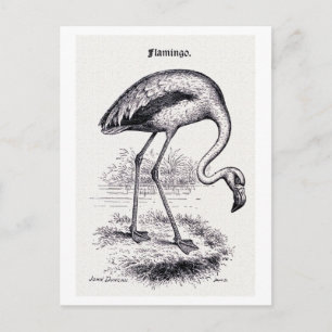 Cartão Postal Ilustração Vintage "Flamingo"