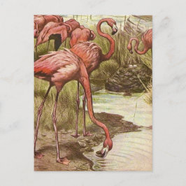 Cartão Postal Ilustração Vintage Flamingo