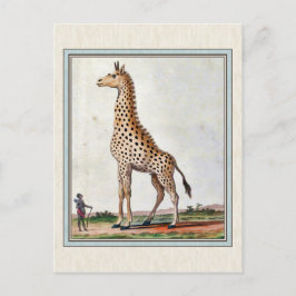 Cartão Postal Ilustração Vintage Giraffe