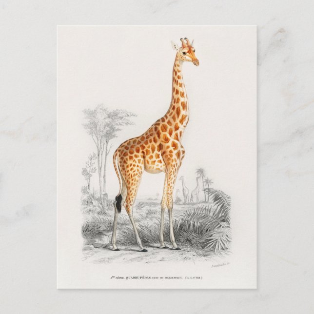 Cartão Postal Ilustração Vintage Giraffe (Frente)