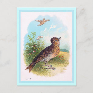 Cartão Postal Ilustração Vintage "Lark"