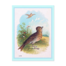 Ilustração Vintage "Lark"