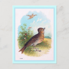 Cartão Postal Ilustração Vintage "Lark"