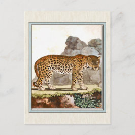 Cartão Postal Ilustração Vintage Leopard
