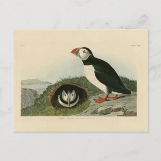Cartão Postal Ilustração Vintage Puffin