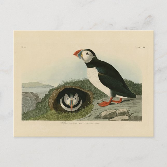Cartão Postal Ilustração Vintage Puffin (Frente)