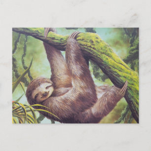 Cartão Postal Ilustração Vintage Sloth