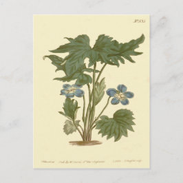 Cartão Postal Ilustração Violeta Azul Palmada
