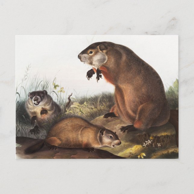 Cartão Postal Ilustração Woodchuck (Arctomys monax) (Frente)