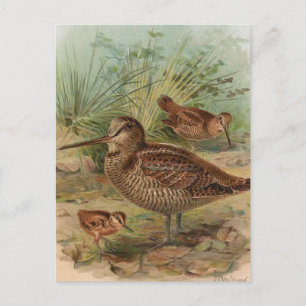 Cartão Postal Ilustração "Woodcock" das aves da Vintage