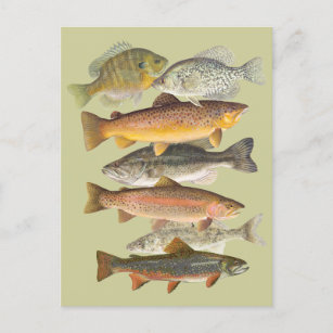 Cartão Postal ilustrações da colheita de peixes águas frescas