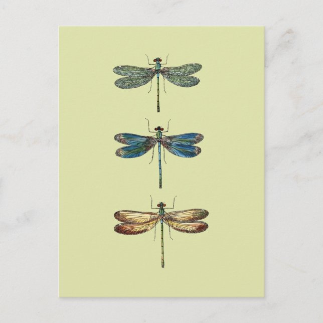 Cartão Postal Ilustrações de Dragonfly (Frente)