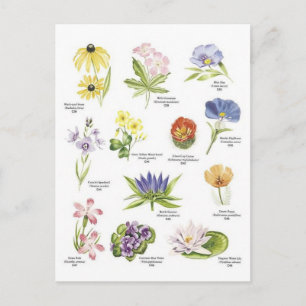 Cartão Postal Ilustrações de flores botânicas