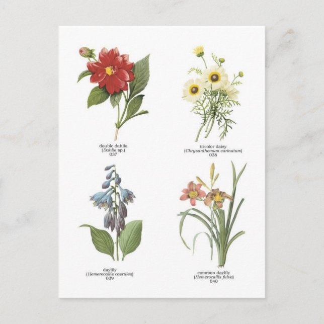Cartão Postal Ilustrações de flores botânicas (Frente)