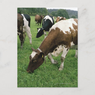 Cartão Postal ima28991