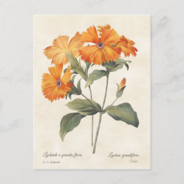 Cartão Postal Imagem Botânica de Laranja Campion
