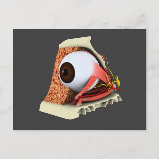 Cartão Postal Imagem Conceitual Da Anatomia Ocular Humana 1 (Frente)