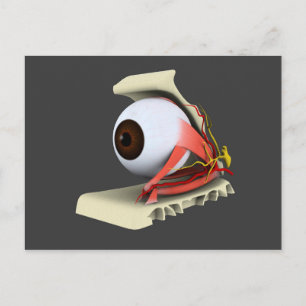 Cartão Postal Imagem Conceitual Da Anatomia Ocular Humana 6